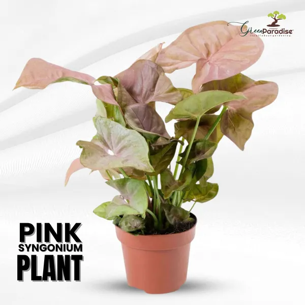 Green_Paradise_Pink_Syngonium_Plant_Default_Title