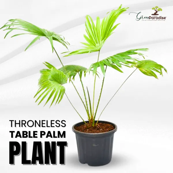 Bindi_Palm_New_Thronless_Table_Palm_Default_Title