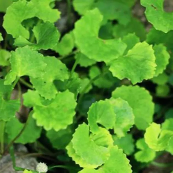 Brahmi_Live_Plant_Default_Title