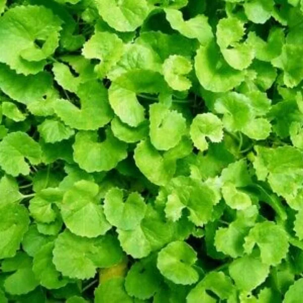 Brahmi_Live_Plant_Default_Title