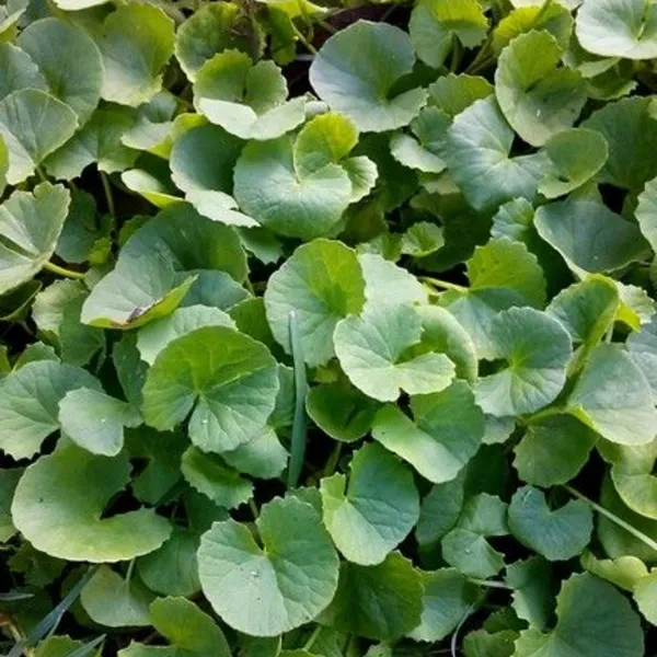 Brahmi_Live_Plant_Default_Title