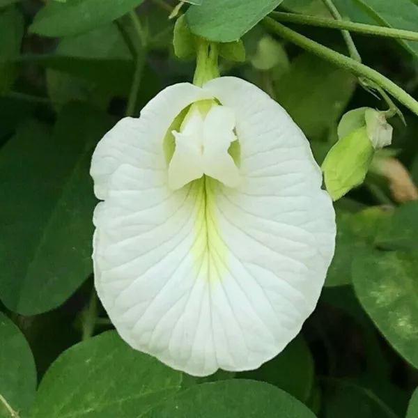 White_Aparajita_Live_Plant_Default_Title