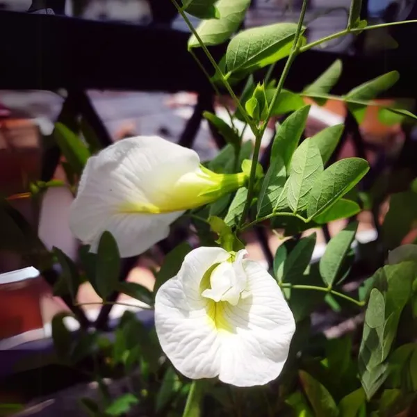 White_Aparajita_Live_Plant_Default_Title