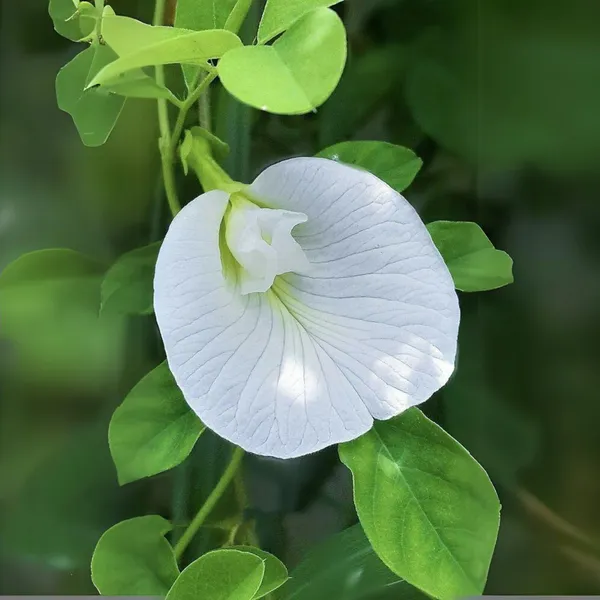 White_Aparajita_Live_Plant_Default_Title