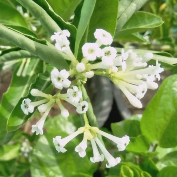 Din_Ka_Raja_Cestrum_Diurnum_Live_Plant_Default_Title