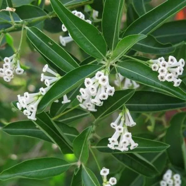 Din_Ka_Raja_Cestrum_Diurnum_Live_Plant_Default_Title
