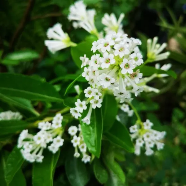 Din_Ka_Raja_Cestrum_Diurnum_Live_Plant_Default_Title