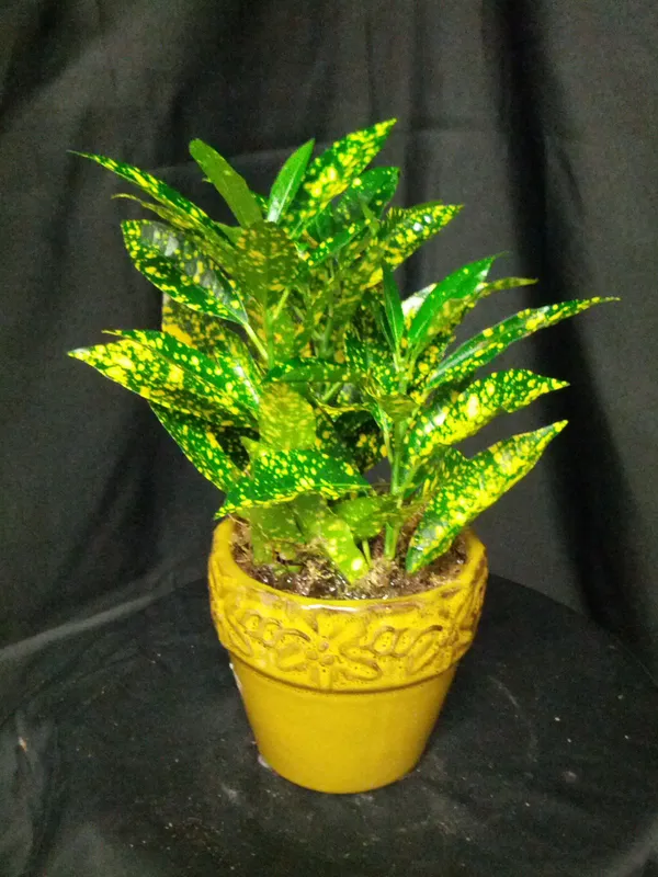 Mini_Lemon_Croton_Live_Plant_Default_Title