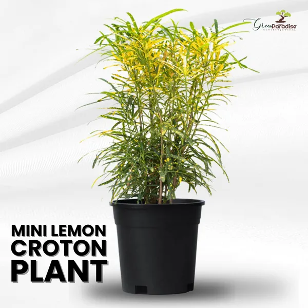 Mini_Lemon_Croton_Live_Plant_Default_Title