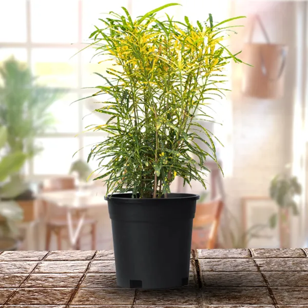 Mini_Lemon_Croton_Live_Plant_Default_Title