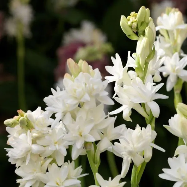 Green_Paradise_Rajnighandha_Multipetals_Polianthes_Tuberosa_Tube_Rose_Flower_Bulbs_Pack_Of_20_Default_Title