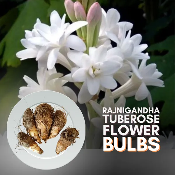 Green_Paradise_Rajnighandha_Multipetals_Polianthes_Tuberosa_Tube_Rose_Flower_Bulbs_Pack_Of_20_Default_Title