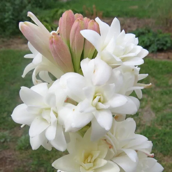 Green_Paradise_Rajnighandha_Multipetals_Polianthes_Tuberosa_Tube_Rose_Flower_Bulbs_Pack_Of_20_Default_Title