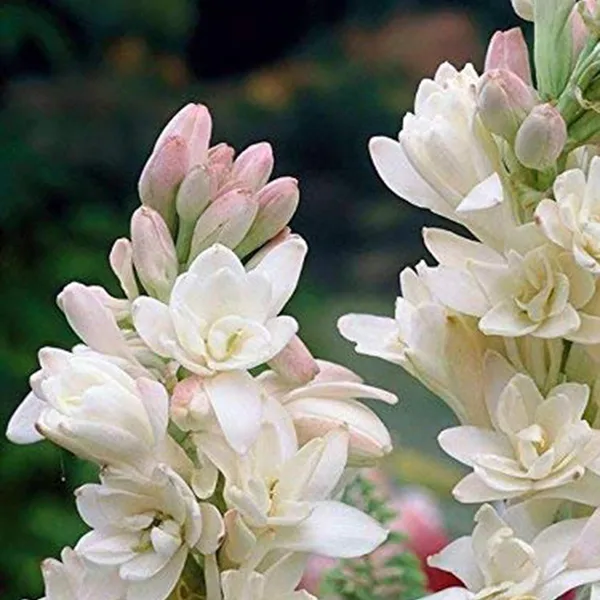 Green_Paradise_Rajnighandha_Multipetals_Polianthes_Tuberosa_Tube_Rose_Flower_Bulbs_Pack_Of_20_Default_Title