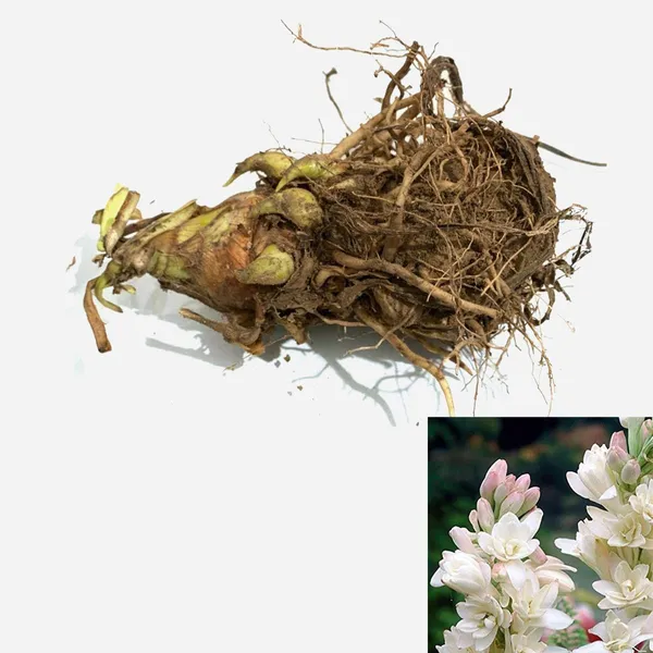 Green_Paradise_Rajnighandha_Multipetals_Polianthes_Tuberosa_Tube_Rose_Flower_Bulbs_Pack_Of_20_Default_Title