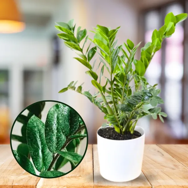 Zz_Zamioculcas_Zamiifolia_Live_Plant_Default_Title