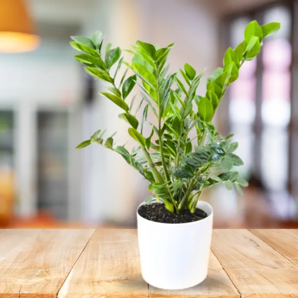 Zz_Zamioculcas_Zamiifolia_Live_Plant_Default_Title