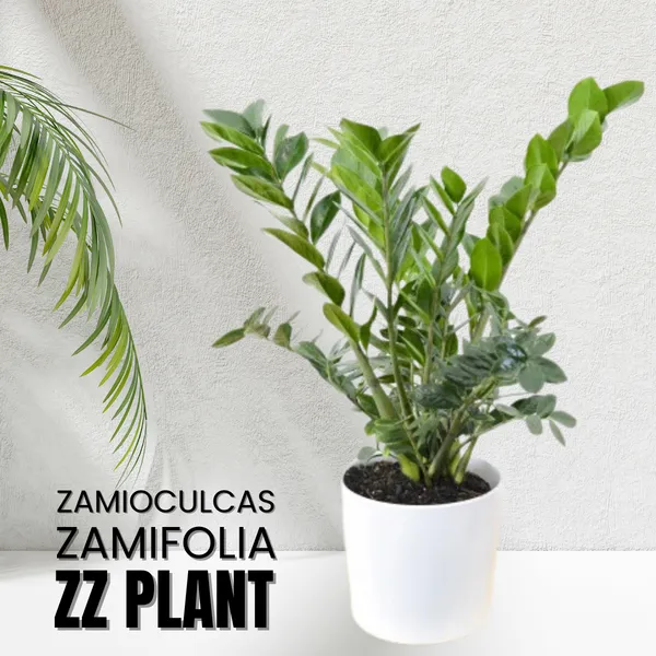 Zz_Zamioculcas_Zamiifolia_Live_Plant_Default_Title
