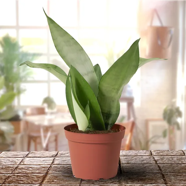Air_Purifier_Indoor_Silver_Snake_Plant_With_Pot_Set_Of_2_Default_Title