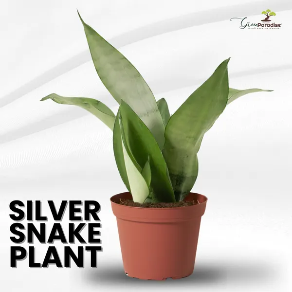 Air_Purifier_Indoor_Silver_Snake_Plant_With_Pot_Set_Of_2_Default_Title