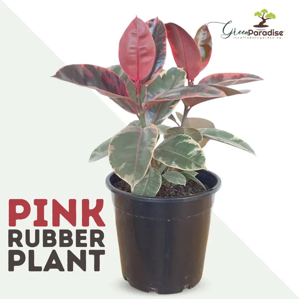 Pink_Rubber_Plant_Default_Title