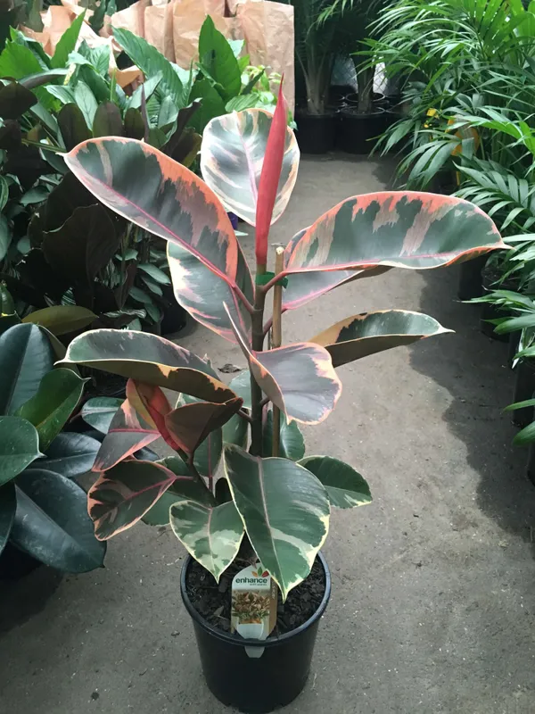 Pink_Rubber_Plant_Default_Title