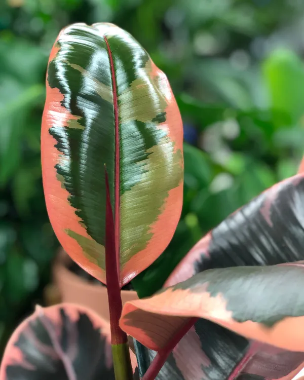 Pink_Rubber_Plant_Default_Title