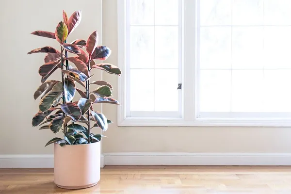 Pink_Rubber_Plant_Default_Title