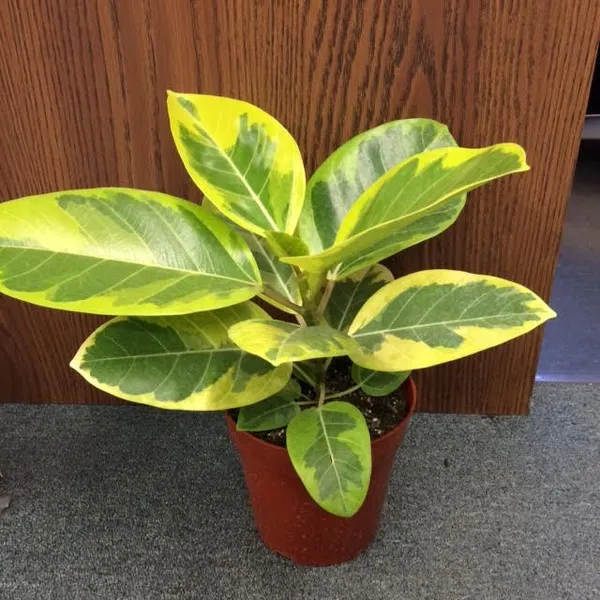 Green_Paradise_White_Varigated_Rubber_Plant_Default_Title