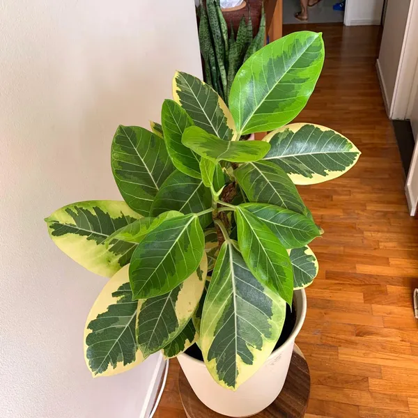 Green_Paradise_White_Varigated_Rubber_Plant_Default_Title
