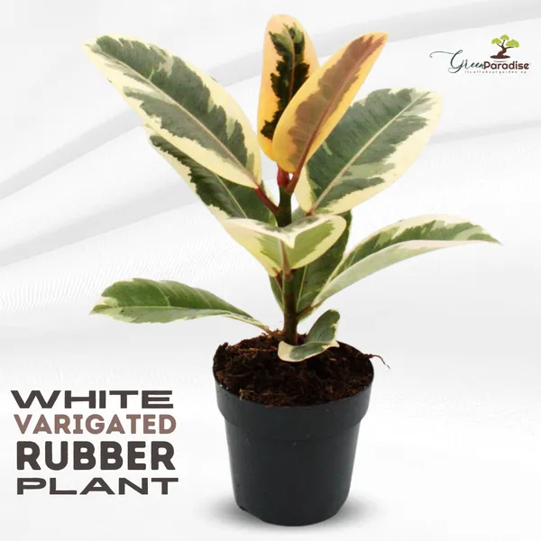 Green_Paradise_White_Varigated_Rubber_Plant_Default_Title