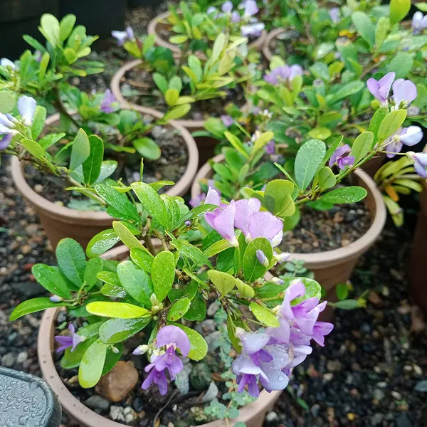 Desmodium_Blue_Braya_Sapling_Plant_Default_Title