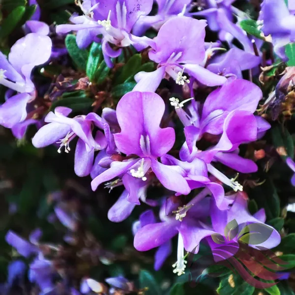 Desmodium_Blue_Braya_Sapling_Plant_Default_Title