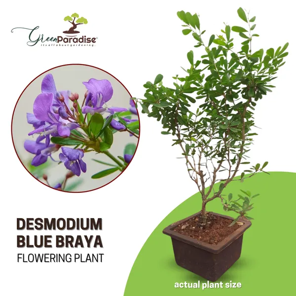 Desmodium_Blue_Braya_Sapling_Plant_Default_Title