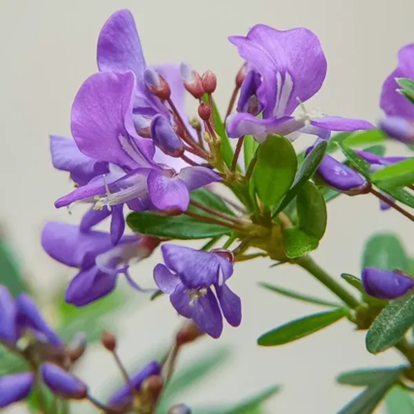 Desmodium_Blue_Braya_Sapling_Plant_Default_Title