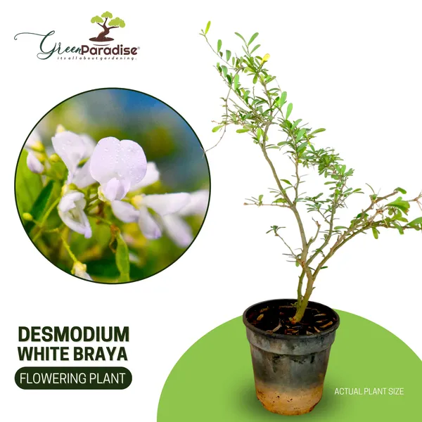 Green_Paradise_Desmodium_White_Braya_Rare_Live_Sapling_Plant_For_Home_Garden_Outdoor_Landscaping_Fast_Growing_Easy_Maintenance_Default_Title