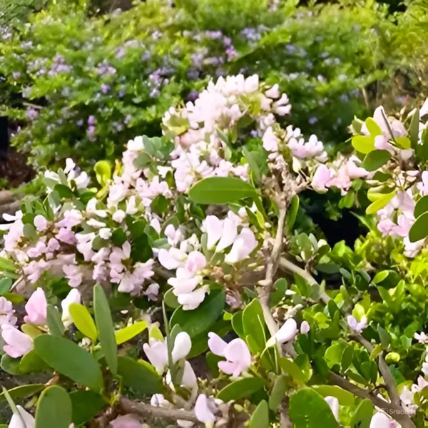 Green_Paradise_Desmodium_White_Braya_Rare_Live_Sapling_Plant_For_Home_Garden_Outdoor_Landscaping_Fast_Growing_Easy_Maintenance_Default_Title