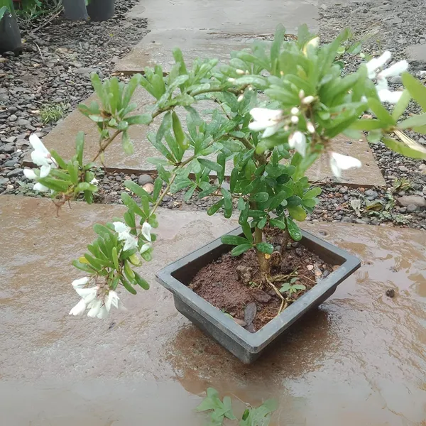 Green_Paradise_Desmodium_White_Braya_Rare_Live_Sapling_Plant_For_Home_Garden_Outdoor_Landscaping_Fast_Growing_Easy_Maintenance_Default_Title