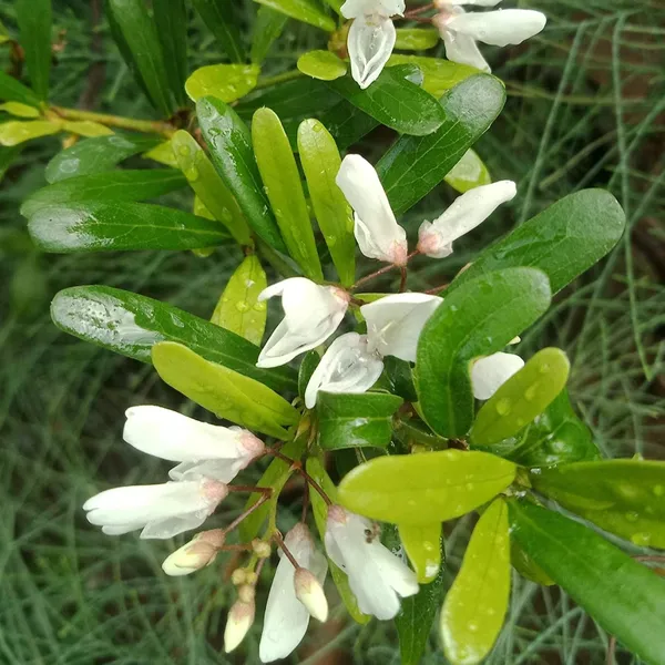 Green_Paradise_Desmodium_White_Braya_Rare_Live_Sapling_Plant_For_Home_Garden_Outdoor_Landscaping_Fast_Growing_Easy_Maintenance_Default_Title