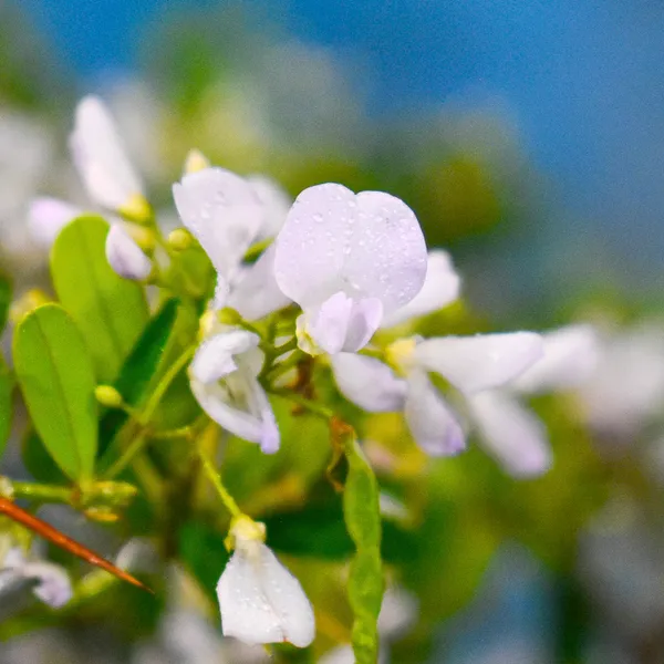 Green_Paradise_Desmodium_White_Braya_Rare_Live_Sapling_Plant_For_Home_Garden_Outdoor_Landscaping_Fast_Growing_Easy_Maintenance_Default_Title