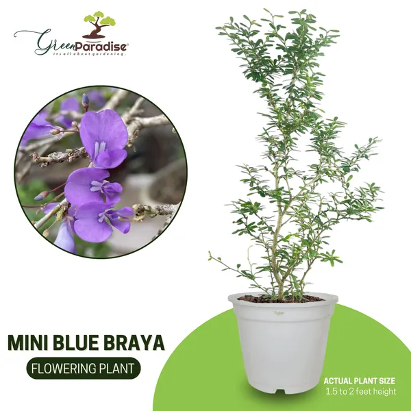 Desmodium_Mini_Blue_Braya_Sapling_Plant_Default_Title