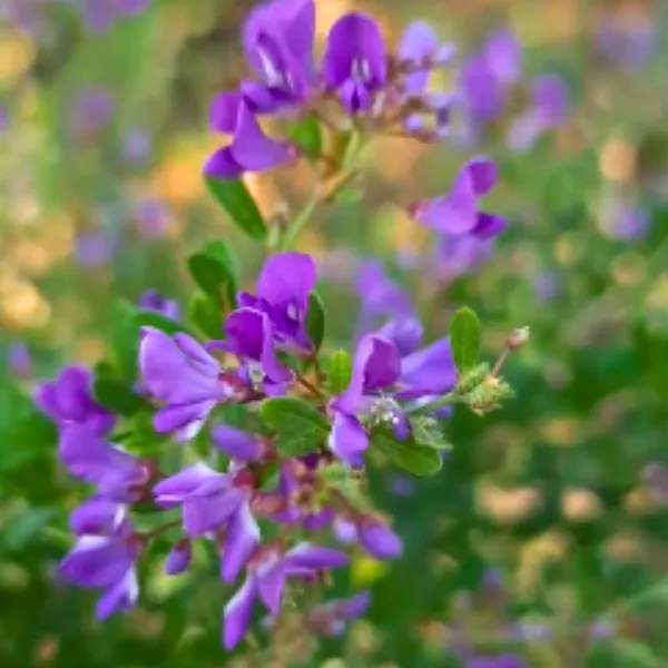 Desmodium_Mini_Blue_Braya_Sapling_Plant_Default_Title