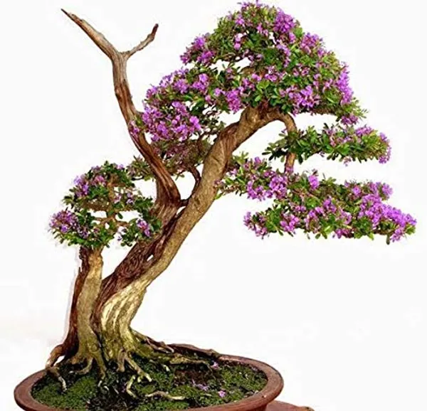 Desmodium_Mini_Blue_Braya_Sapling_Plant_Default_Title
