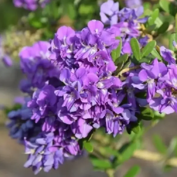 Desmodium_Mini_Blue_Braya_Sapling_Plant_Default_Title