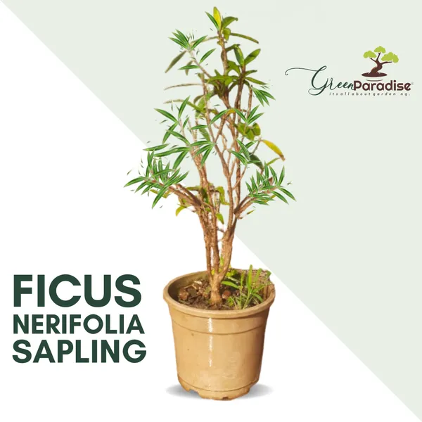 Green_Paradise_Ficus_Nerifolia_Willow_Leaf_Pre_Bonsai_Sapling_Live_Plant_With_Plastic_Pot_Fast_Growing_Bonsai_Starter_For_Home_Garden_Default_Title