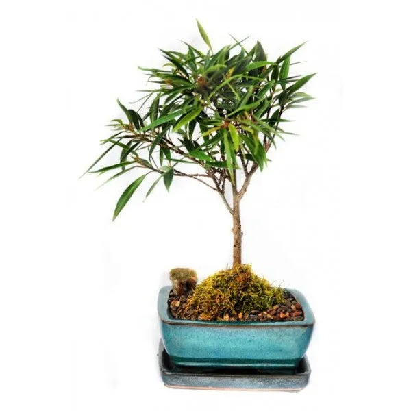 Green_Paradise_Ficus_Nerifolia_Willow_Leaf_Pre_Bonsai_Sapling_Live_Plant_With_Plastic_Pot_Fast_Growing_Bonsai_Starter_For_Home_Garden_Default_Title