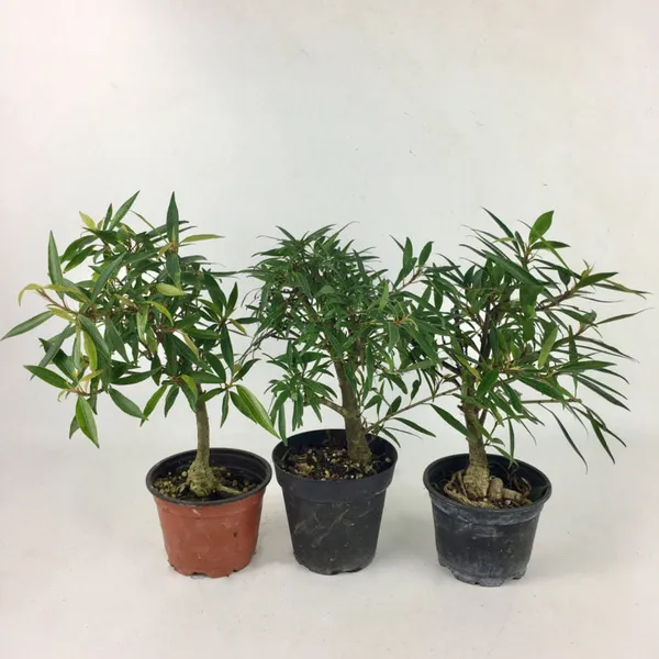 Green_Paradise_Ficus_Nerifolia_Willow_Leaf_Pre_Bonsai_Sapling_Live_Plant_With_Plastic_Pot_Fast_Growing_Bonsai_Starter_For_Home_Garden_Default_Title
