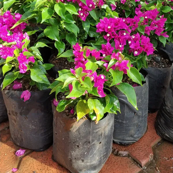 Bougainvillea_New_Torch_Glory_Dark_Pink_Default_Title