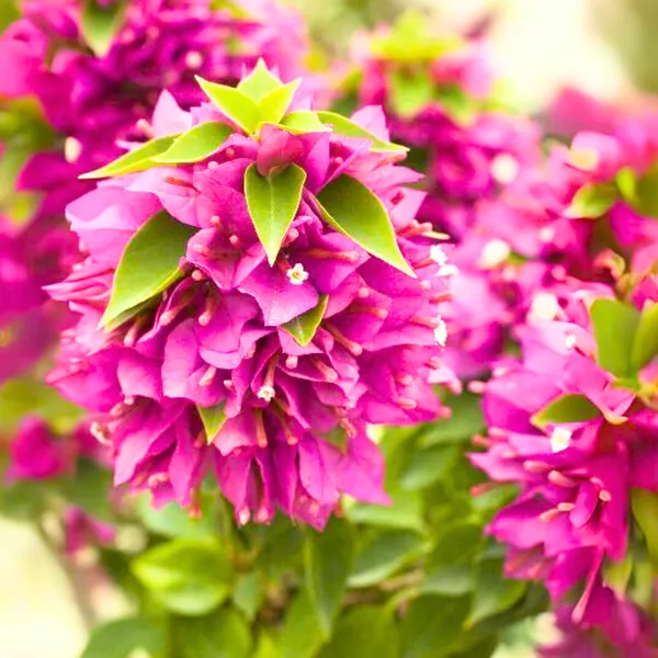 Bougainvillea_New_Torch_Glory_Dark_Pink_Default_Title