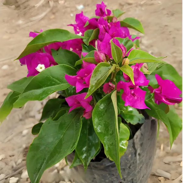 Bougainvillea_New_Torch_Glory_Dark_Pink_Default_Title